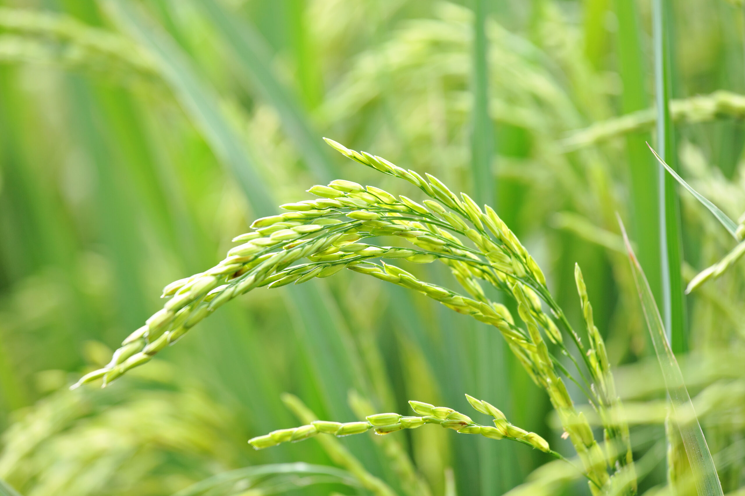 Nova%20Organic%20Foods
